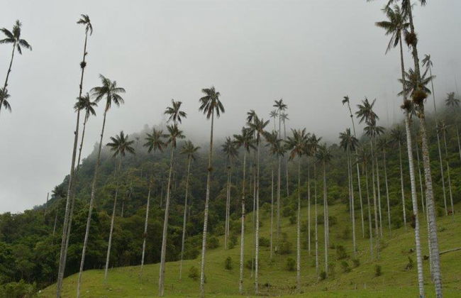 Erkunden Sie das bezaubernde Cocora-Tal, Salento und Filandia – Tagestour - Foto 1