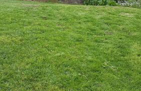 Casa da Palmeira - Foto 2