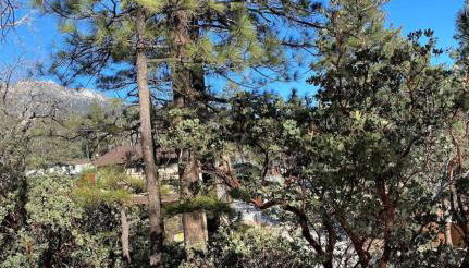 Blissfully Wild -with Hot Tub and pets are welcome - Foto 4