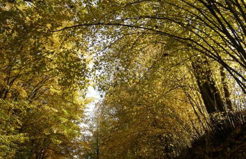 Goldener Fuchs in Moschendorf - Foto 10