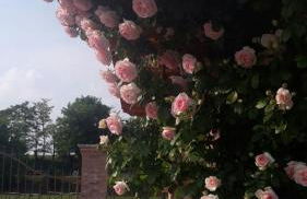 Corte di Tosina - Foto 18