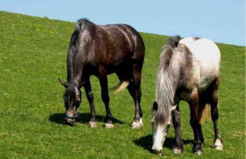 Callestock Courtyard Cottages - Photo 63