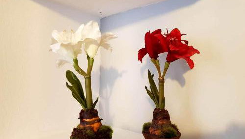 APARTAMENTO CORTADURA BEACH - Foto 5