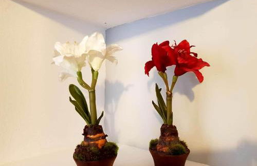 APARTAMENTO CORTADURA BEACH - Foto 5