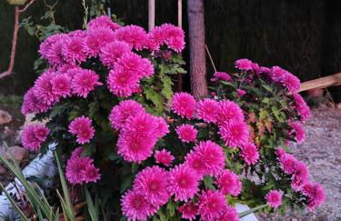 Aromas de Alcalá - Foto 29