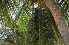 Ilha da Crôa - Barra Sto Antônio - Alagoas - Esquina Praia - Photo 12