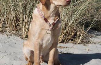 Forsthaus Wendt - Foto 19