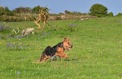 The Little Barn - Near St Ives Beaches & Walks, Dog Friendly - Foto 20