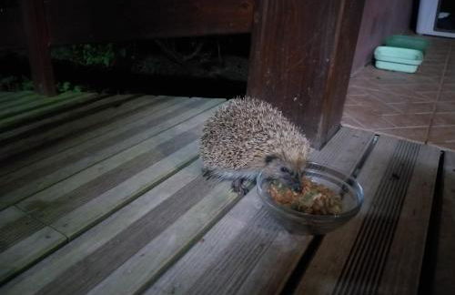 Quinta da Pavoa - Cottage House - Photo 16