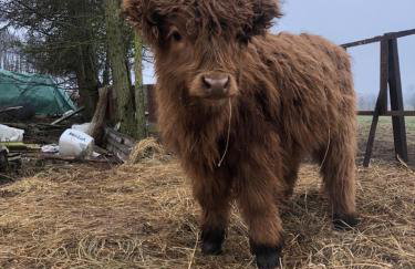 KRASNE POLE Gospodarstwo Rolne - Foto 19