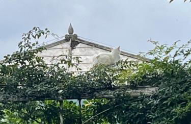 Villino Ca' Bianca, vicino ad Alba, NO ZANZARE, accessibile e con sollevatori aerei - Foto 47