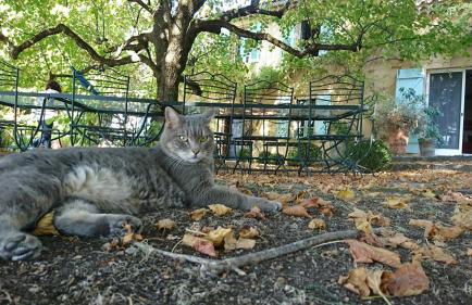 domaine des tilleuls d'or - Foto 45