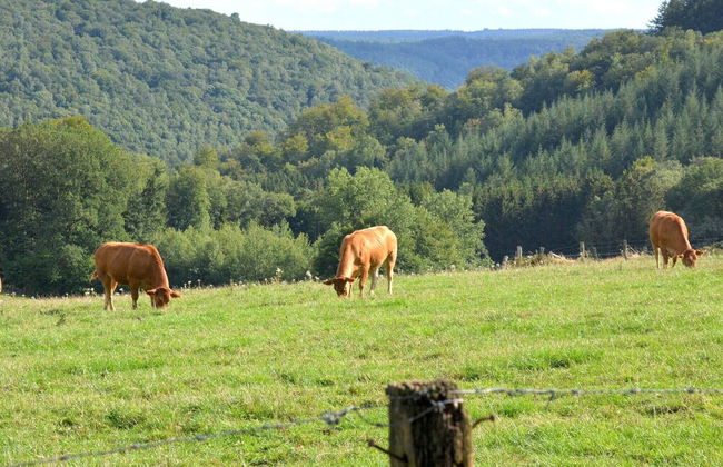 Cozy Holiday Home in Gros-fays With Terrace - Photo 33