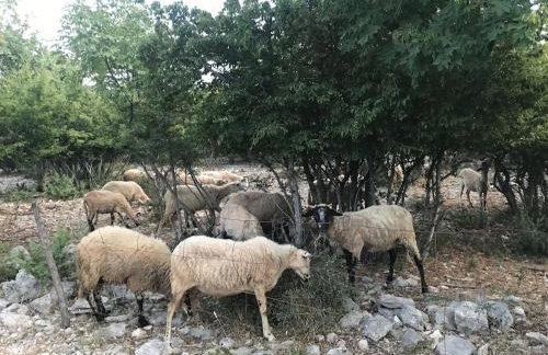 Villa lavanda - Foto 43