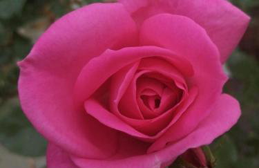 Ferienhaus ROSENHOF Vulkaneifel - Foto 24