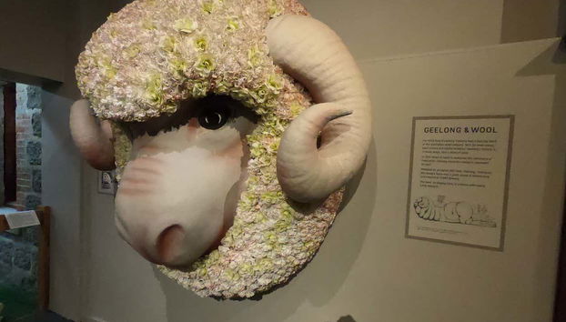 Aprendiendo sobre la importancia de la lana en Geelong