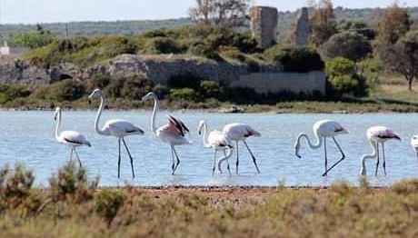 Salento Beach - Foto 3