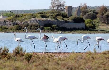 Salento Beach - Foto 3