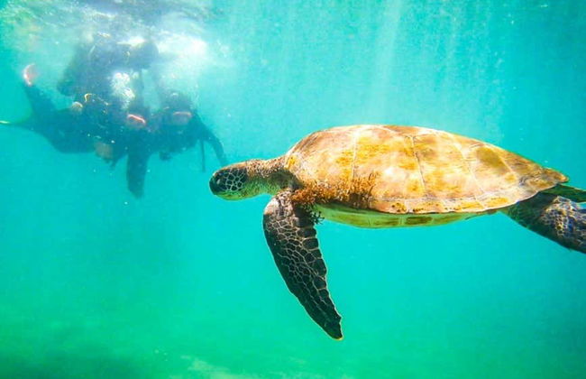 Immersione per principianti a Ilhabela - Foto 7