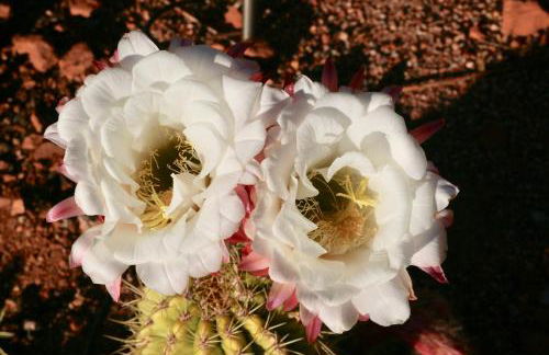 Cathedral Casita at Sedona Cathedral Hideaway LLC - Foto 55