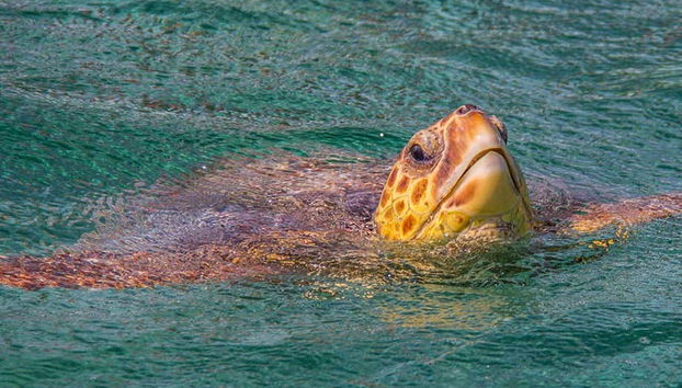 Tortugas marinas en Punta Allen