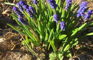 Dom w Sąpach - Foto 54