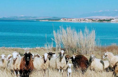 Apartment Tičić - Foto 12