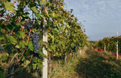 Luxe Villa, All Ensuites & Private Vineyard Views - Foto 38