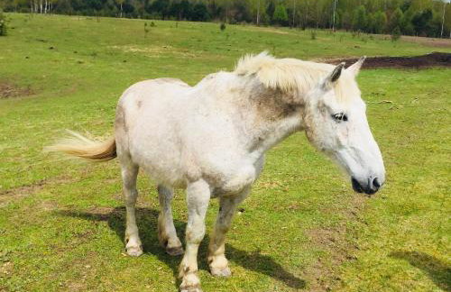 Sosnowy Zakatek - Foto 43