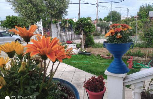 Dolphin Paradise Sozopoli - Foto 6