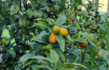 Lakeview Casa Camelia 21 - Foto 61