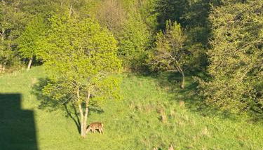 Casa del Bosque - Photo 5