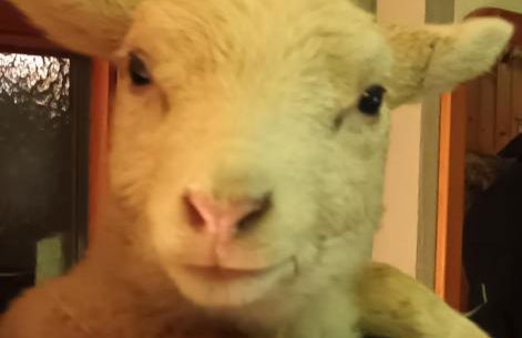 Waitzdorfer Landhaus Pieper - Foto 10