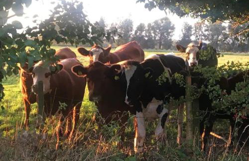 Locks Lane Cottage - Photo 33