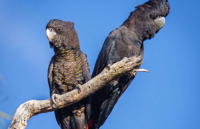Bussells Bushland Cottages - Photo 37