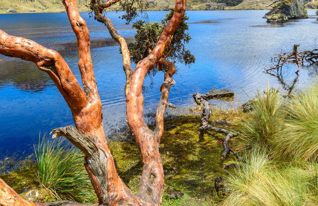 Cajas National Park Tour - Photo 1