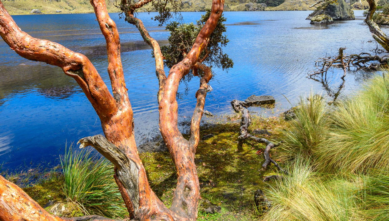Cajas National Park Tour