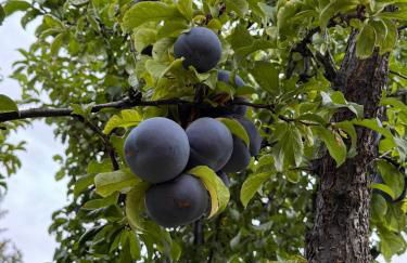 Rare 3BR House - Boise's Historic Geothermal Corridor - Foto 44
