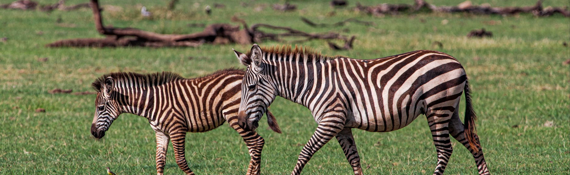 North Tanzania 8 Day Safari