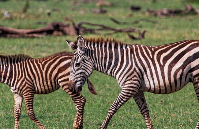 Safari de 8 días por el norte de Tanzania - Foto 1