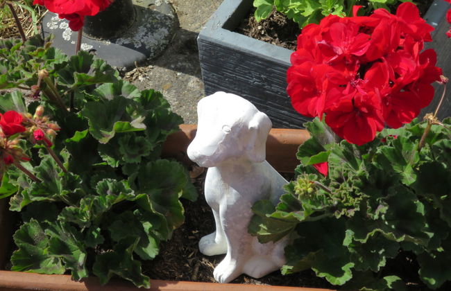 1 bedroom Apartment in Fuchshofen with garden - Photo 25