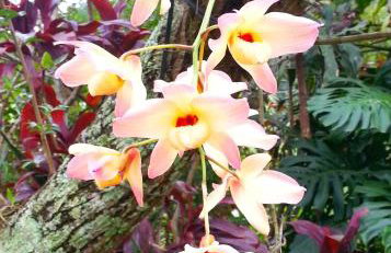 Residencial Flor- Hilda - Foto 17