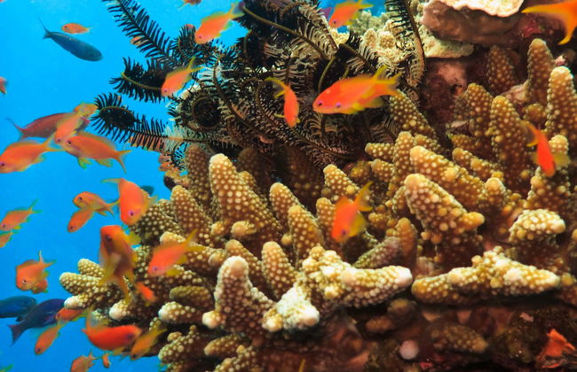 Great Barrier Reef Snorkeling Tour - Foto 7