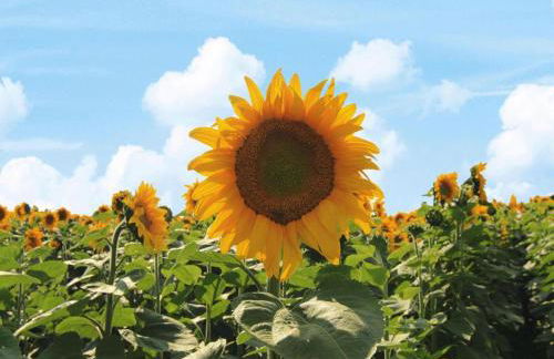 Ferienhaus Spreeidyll, Schlepzig - Foto 13