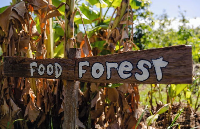 High Valley Dawn Permaculture Farm - Foto 9