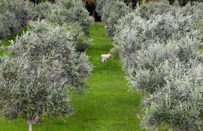 Olio Bello Lakeside Glamping - Foto 29