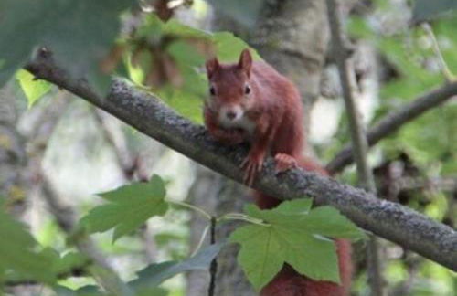 Elsbach-Perle - Foto 13