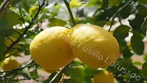 Locazione Turistica Fusillo Lorusso con parcheggio privato in loco - Foto 1