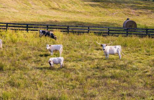 Mountain Mama Ranch - Luxury farmhouse on 200 acres with mountain views, 20mins to Shenandoah, 90mins from DC - Foto 32