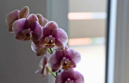 CasaNegrano - Apartaments - Foto 72